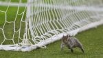 Squirrel Stops a Match in England... Twice!